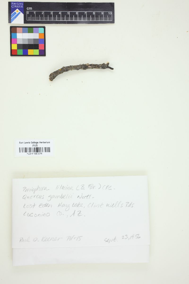 Peniophora lilacina image