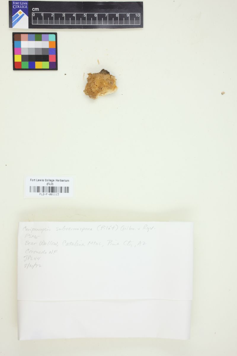 Ceriporiopsis image