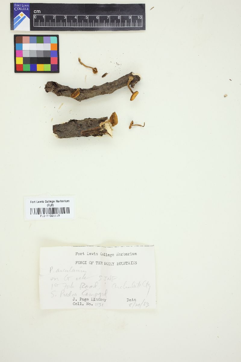 Polyporellus arcularius image