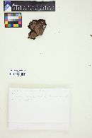 Tomentella umbrinospora image
