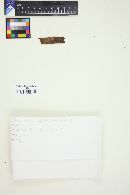 Tomentella coerulea image