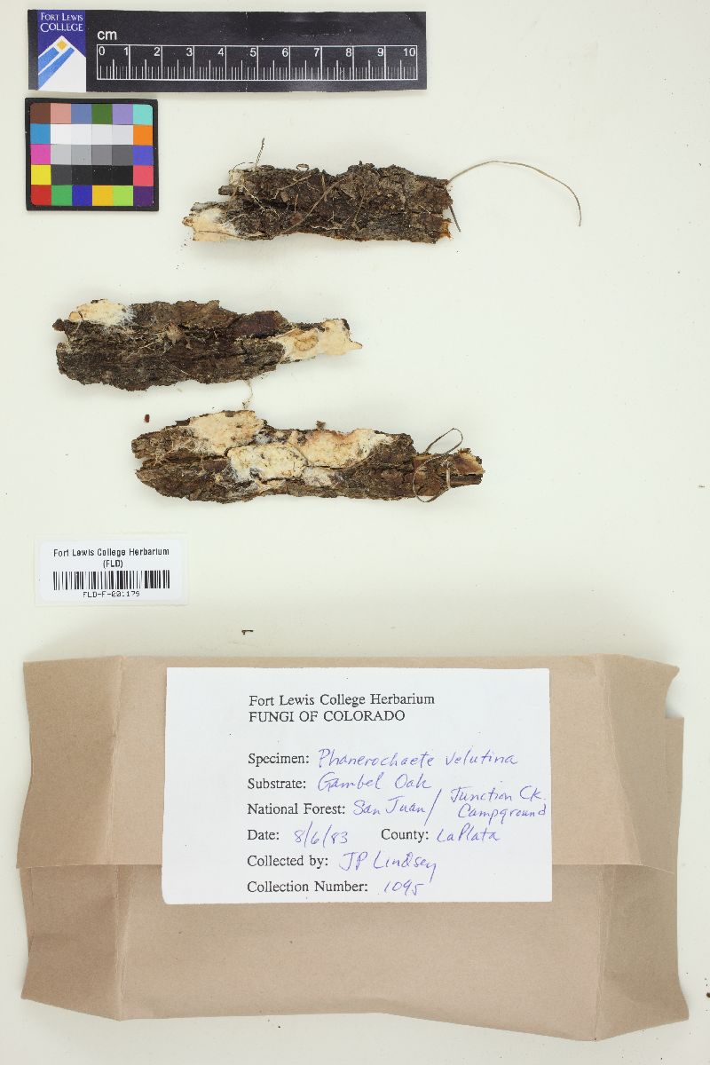 Phanerochaete velutina image