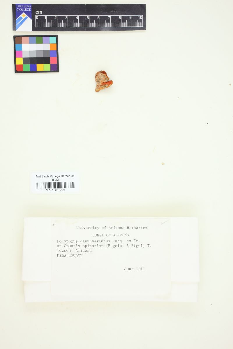 Polyporus cinnabarrinus image