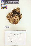 Sparassis crispa image