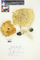 Floccularia albolanaripes image