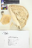 Leucopaxillus giganteus image