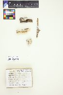 Peniophorella praetermissa image