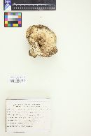 Lactarius barrowsii image