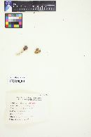 Helvella crispa image