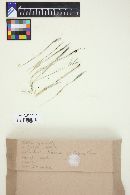 Ustilago cynodontis image