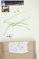 Anthracoidea caricis image