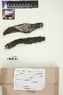 Hendersonula toruloidea image