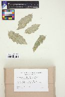Erysiphe penicillata image