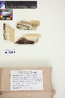 Peniophorella praetermissa image