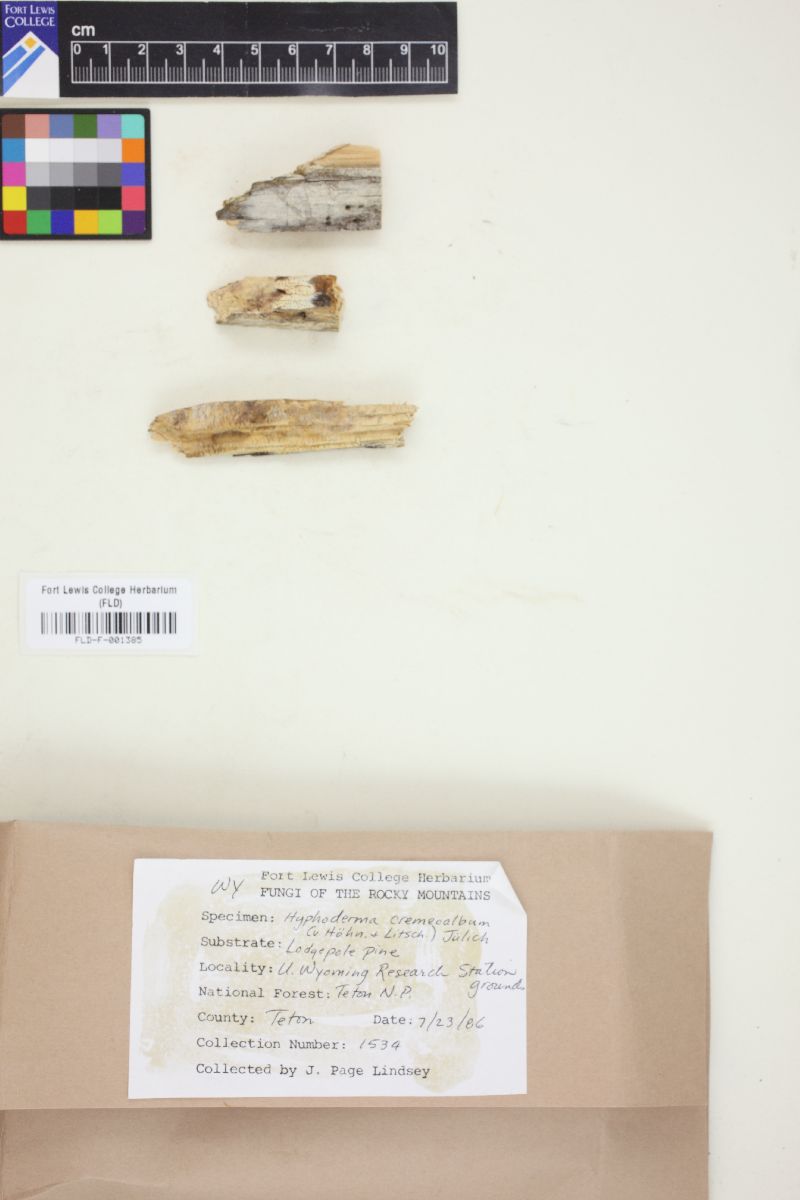 Hyphoderma cremeoalbum image