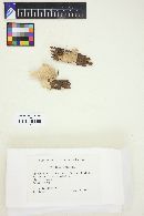 Steccherinum fimbriatum image