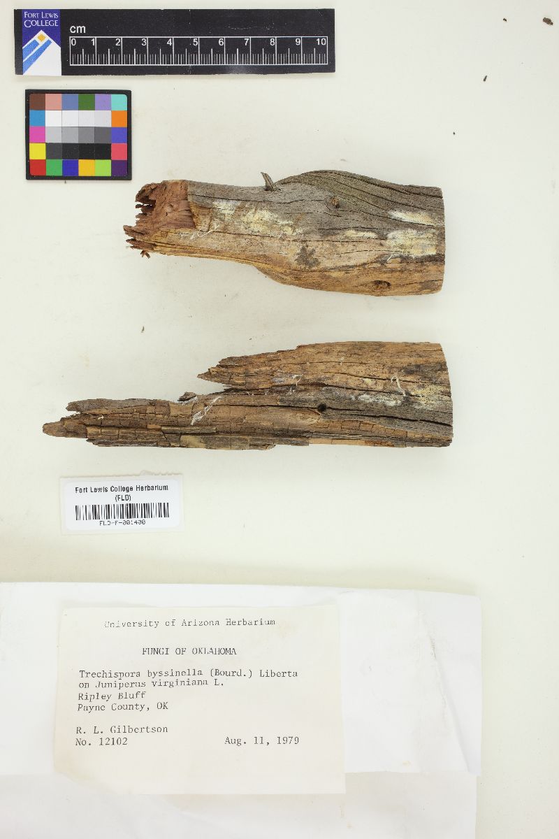 Trechispora byssinella image