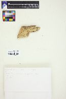 Hyphodontia floccosa image