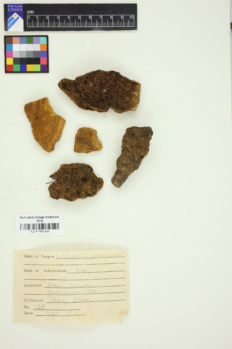 Polyporus schweinizii image