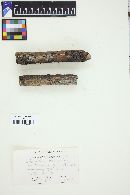 Chlorociboria aeruginosa image