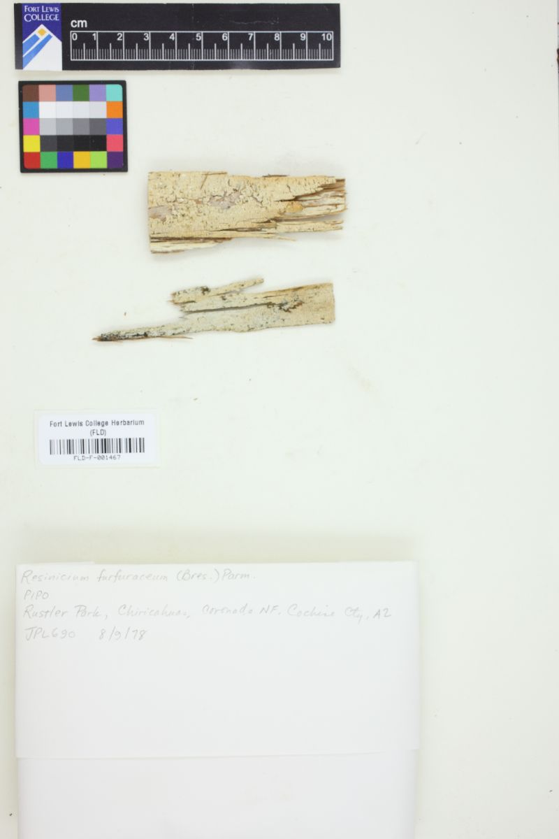 Resinicium image