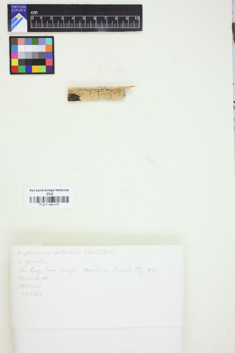 Scytinostroma portentosum image