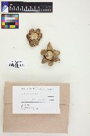 Geastrum triplex image