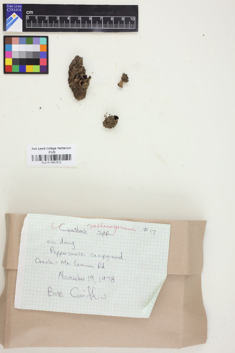 Cyathus melanospermus image