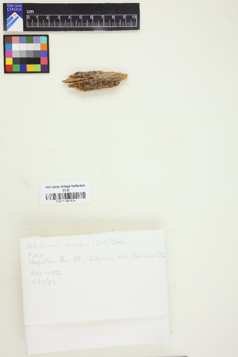 Tubulicrinis accedens image