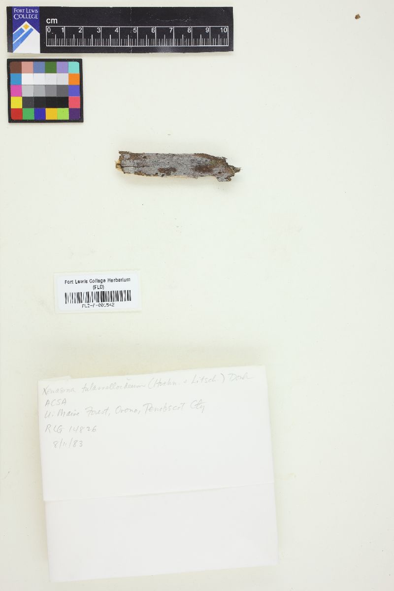Xenasma tulasnelloideum image