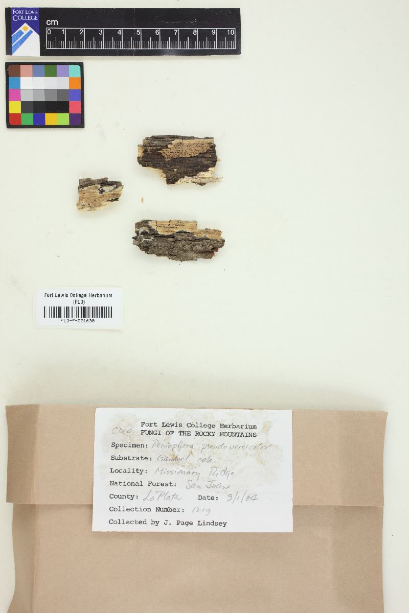 Peniophora pseudoversicolor image