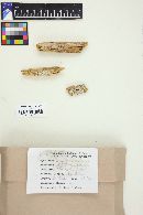 Trechispora farinacea image