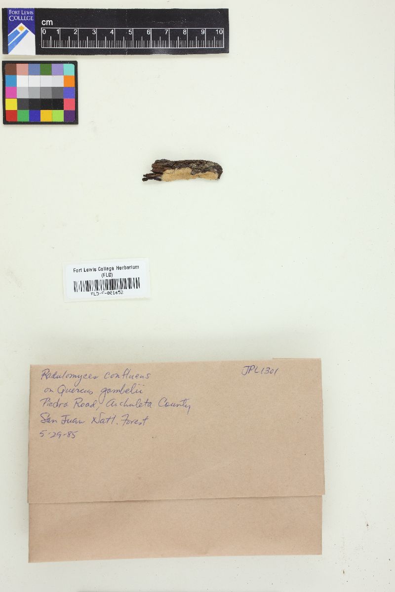Radulomyces confluens image
