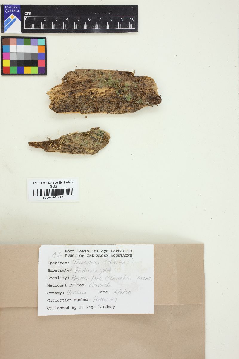 Amaurodon viridis image