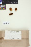 Gymnopilus sapineus image