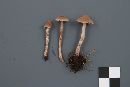 Cortinarius flexipes image