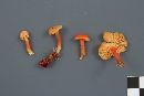 Hygrocybe squamulosa image