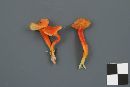 Hygrocybe squamulosa image