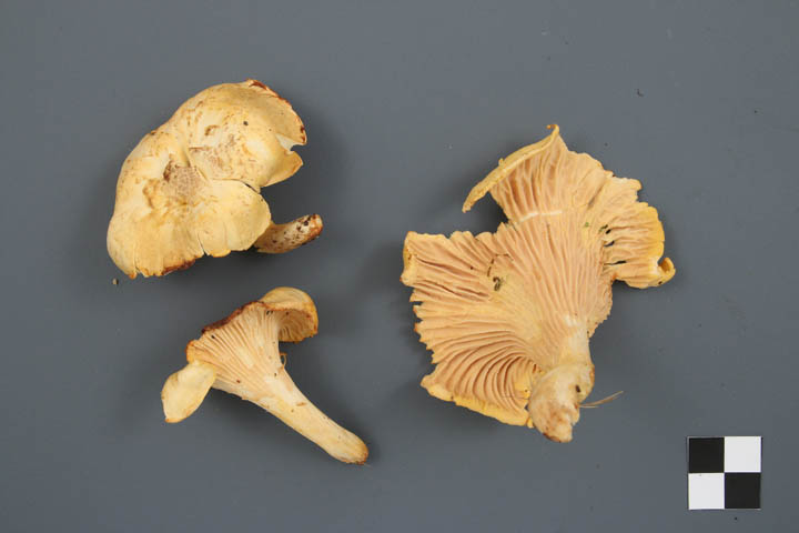 Cantharellus camphoratus image