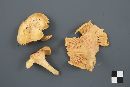 Cantharellus camphoratus image