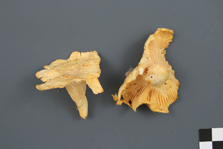 Cantharellus camphoratus image