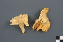 Cantharellus camphoratus image