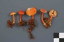 Hygrocybe squamulosa image