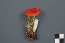 Russula nana image