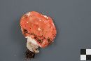 Russula peckii image