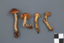 Cortinarius cinnamomeus image