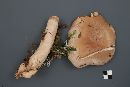 Lactarius affinis image