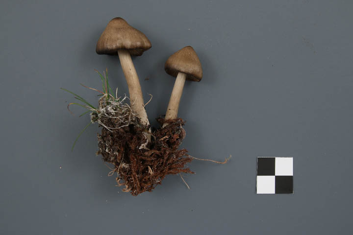 Entoloma elodes image