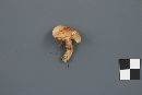 Pholiota spumosa image