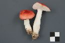 Russula montana image